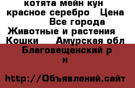 котята мейн кун, красное серебро › Цена ­ 30 - Все города Животные и растения » Кошки   . Амурская обл.,Благовещенский р-н